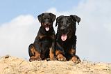 BEAUCERON - ADULTS and PUPPIES 021